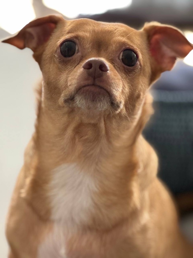 Milo the chihuahua with an unimpressed expression