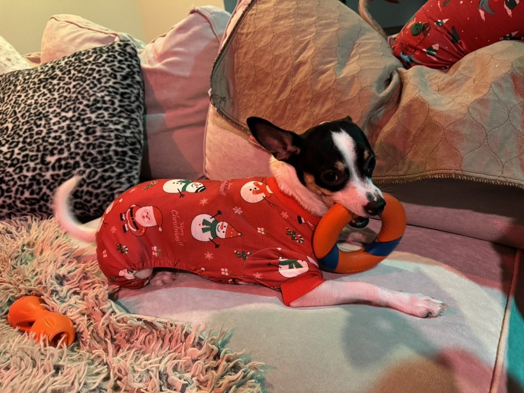 Tali the chihuahua in Christmas pajamas with a toy